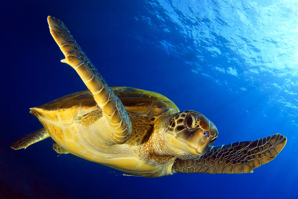 information-about-sea-turtles-species-characteristics-and-behavior