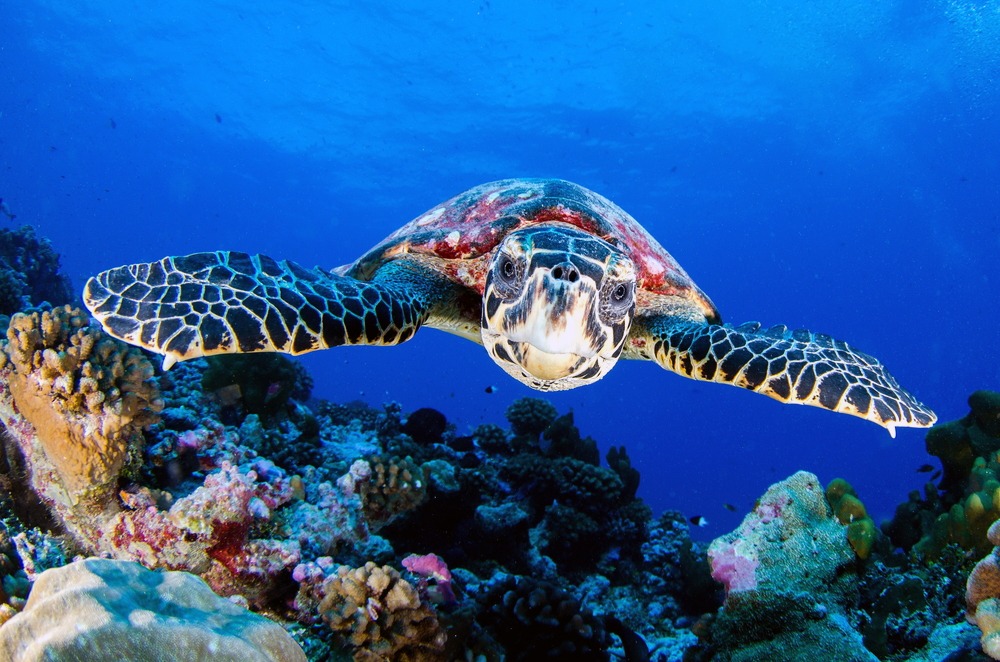 information-about-sea-turtles-species-characteristics-and-behavior