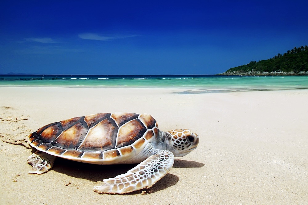 sea turtles leatherback